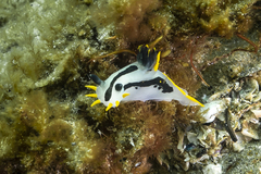Polycera capensis