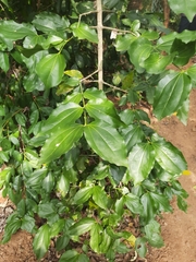 Strychnos nux-vomica