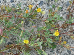 Lotus suaveolens