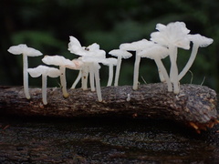 Marasmiellus stenophyllus