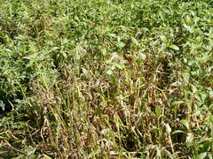 Alternanthera philoxeroides