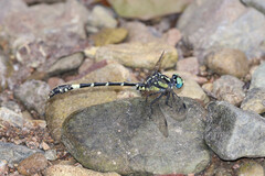 Austroepigomphus praeruptus