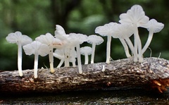 Marasmiellus stenophyllus