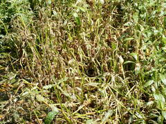 Alternanthera philoxeroides