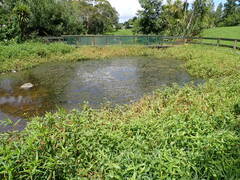 Alternanthera philoxeroides