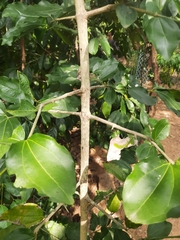 Strychnos nux-vomica