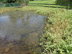 Alternanthera philoxeroides