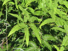 Dicranopteris linearis