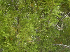 Libocedrus bidwillii