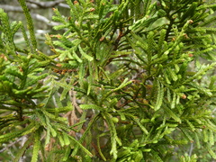 Libocedrus bidwillii
