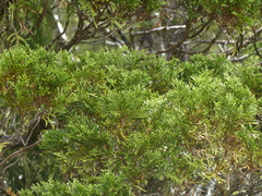 Libocedrus bidwillii