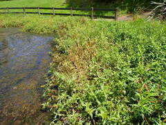 Alternanthera philoxeroides