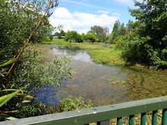 Alternanthera philoxeroides