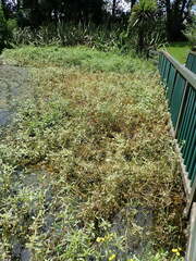 Alternanthera philoxeroides