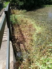 Alternanthera philoxeroides