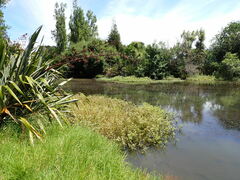 Alternanthera philoxeroides