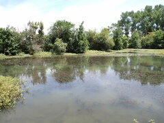 Alternanthera philoxeroides