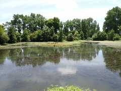 Alternanthera philoxeroides