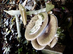 Amanita pseudoporphyria