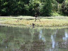 Alternanthera philoxeroides