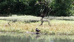 Alternanthera philoxeroides