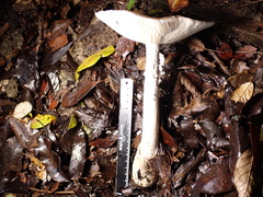 Amanita pseudoporphyria
