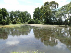 Alternanthera philoxeroides