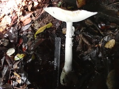 Amanita pseudoporphyria