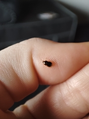 Deraeocoris lutescens