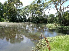 Alternanthera philoxeroides