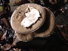 Amanita pseudoporphyria