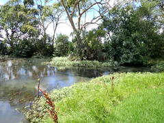 Alternanthera philoxeroides