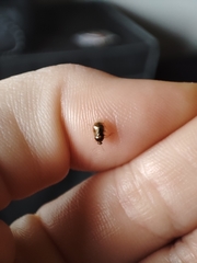 Deraeocoris lutescens