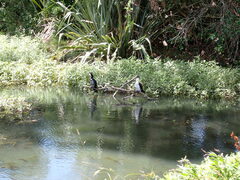 Alternanthera philoxeroides