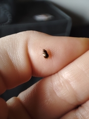 Deraeocoris lutescens