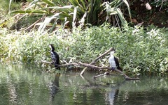 Alternanthera philoxeroides