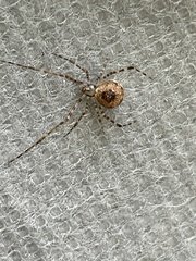 Cryptachaea gigantipes
