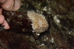 Aeolidia