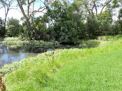 Alternanthera philoxeroides