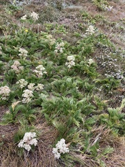 Aciphylla glacialis