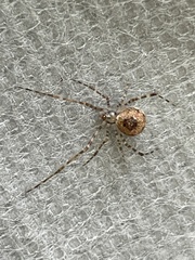 Cryptachaea gigantipes