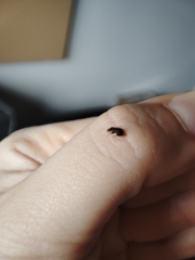 Deraeocoris lutescens