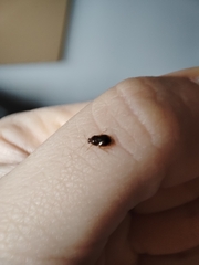 Deraeocoris lutescens