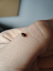 Deraeocoris lutescens