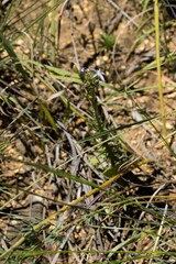 Wahlenbergia huttonii