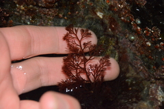 Microcladia coulteri