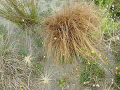 Carex testacea