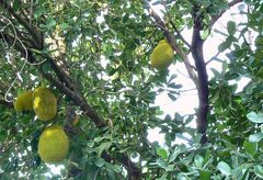 Artocarpus heterophyllus