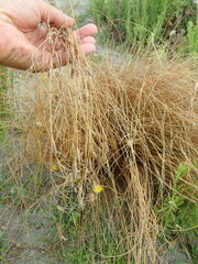 Carex testacea