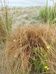 Carex testacea